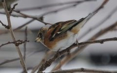 Bjørkefink (Fringilla montifringilla)