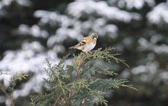 Bjørkefink (Fringilla montifringilla)