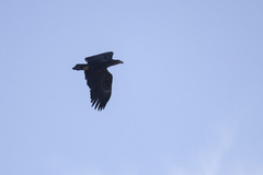 White-tailed Eagle (Haliaeetus albicilla)