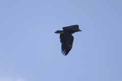 White-tailed Eagle (Haliaeetus albicilla)