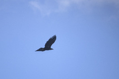 White-tailed Eagle (Haliaeetus albicilla)