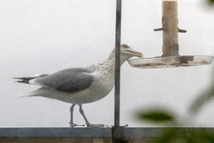 Herring Gull (Larus argentatus)