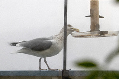 Gråmåke (Larus argentatus)