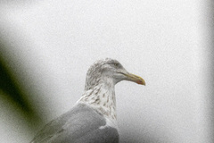 Herring Gull (Larus argentatus)
