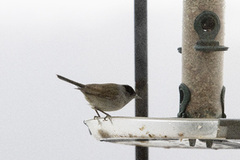 Blackcap (Sylvia atricapilla)