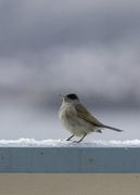 Blackcap (Sylvia atricapilla)