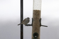 Blackcap (Sylvia atricapilla)