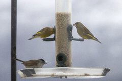 Blackcap (Sylvia atricapilla)