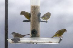 Blackcap (Sylvia atricapilla)