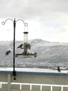 Bokfink (Fringilla coelebs)