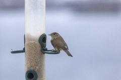 Blackcap (Sylvia atricapilla)