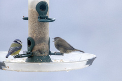 Blackcap (Sylvia atricapilla)