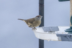 Blackcap (Sylvia atricapilla)