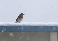 Rødstrupe (Erithacus rubecula)