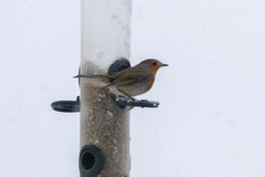 Rødstrupe (Erithacus rubecula)