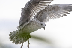 Gråmåke (Larus argentatus)