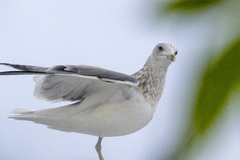 Gråmåke (Larus argentatus)