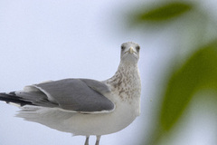 Gråmåke (Larus argentatus)