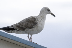 Herring Gull (Larus argentatus)
