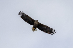 White-tailed Eagle (Haliaeetus albicilla)