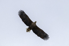 White-tailed Eagle (Haliaeetus albicilla)