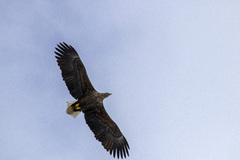 White-tailed Eagle (Haliaeetus albicilla)