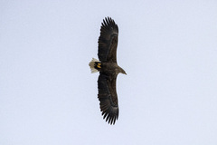 White-tailed Eagle (Haliaeetus albicilla)