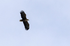 White-tailed Eagle (Haliaeetus albicilla)