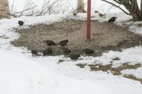 Stær (Sturnus vulgaris)