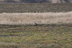 Vipe (Vanellus vanellus)