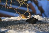 Svarttrost (Turdus merula)