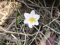 Hvitveis (Anemone nemorosa)