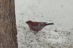 Pine Grosbeak (Pinicola enucleator)