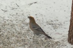 Pine Grosbeak (Pinicola enucleator)