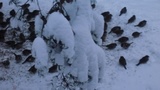 Gråspurv (Passer domesticus)