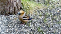 Kjernebiter (Coccothraustes coccothraustes)