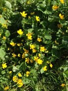 Bekkeblom (Caltha palustris)