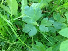 Creeping Buttercup (Ranunculus repens)