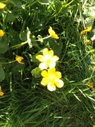 Bekkeblom (Caltha palustris)