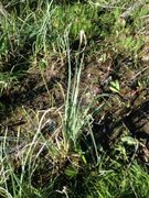 Flaskestarr (Carex rostrata)