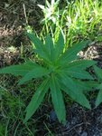 Geitrams (Epilobium angustifolium)