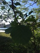 Svartor (Alnus glutinosa)