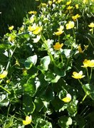 Bekkeblom (Caltha palustris)