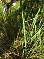 Snelleslekta (Equisetum)