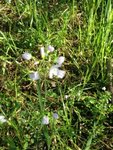 Engkarse (Cardamine pratensis)