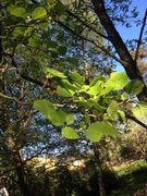 Grey Alder (Alnus incana)