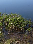 Bukkeblad (Menyanthes trifoliata)