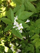 Cuckooflower (Cardamine pratensis)