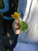 Bekkeblom (Caltha palustris)