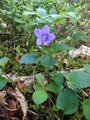 Skogfiol (Viola riviniana)